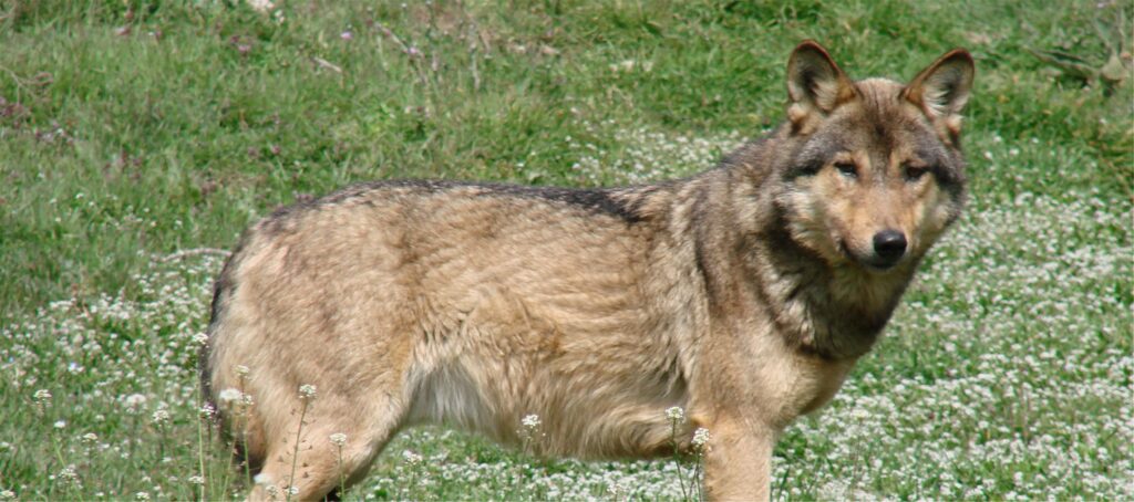 CustomImageHandler 1 2 1024x454