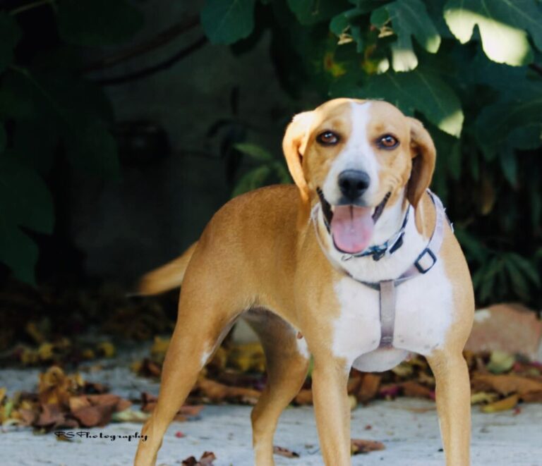 Mocha 4 1024x881 1 768x661