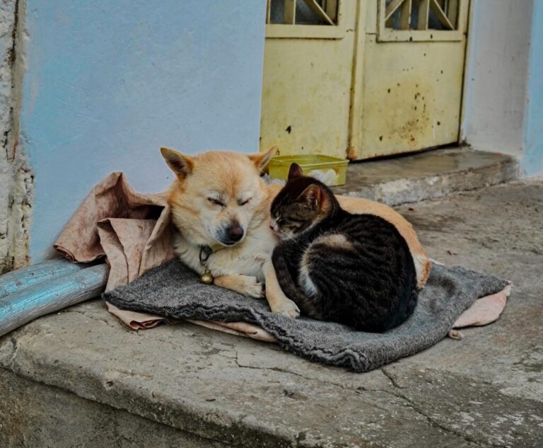 pexels dilara albamya 11179979 1024x844 1 768x633