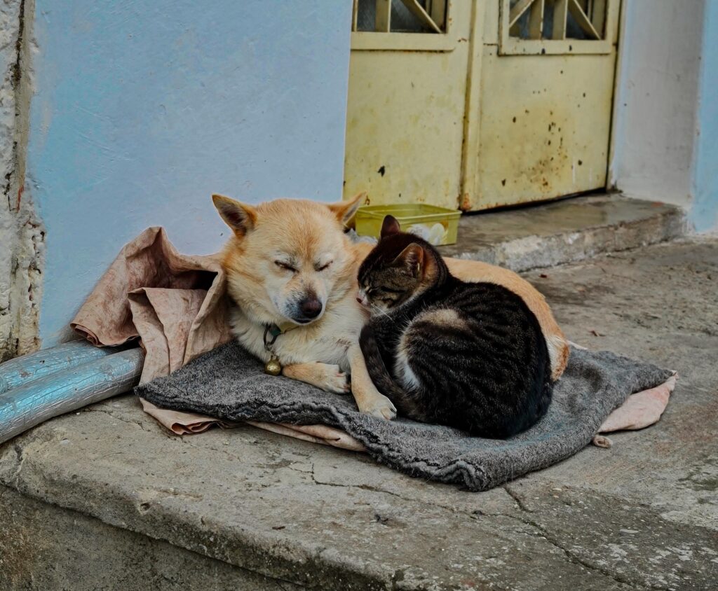 pexels dilara albamya 11179979 1024x844 1